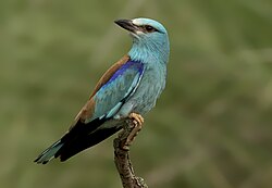 European roller (Coracias garrulus)