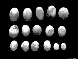Gastroliths from a plesiosaur
