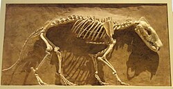 Hyaenodon horridus at the Royal Ontario Museum. The genus Hyaenodon was among the most successful mammals of the late Eocene-early Miocene epochs spanning for most of the Paleogene and some of the Neogene periods, undergoing many endemic radiations in North America, Europe, and Asia.[61]