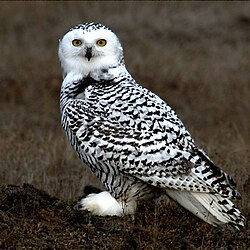 The snowy owl was included in the 10th edition as Strix scandiaca.
