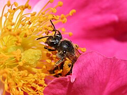 An Andrena bee gathers pollen from the stamens of a rose. The female carpel structure appears rough and globular to the left.