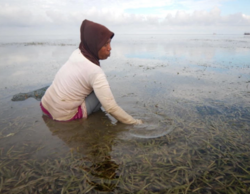 Gleaning in an Indonesian seagrass meadow[7]