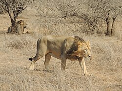 Lion in Gir National Park, India