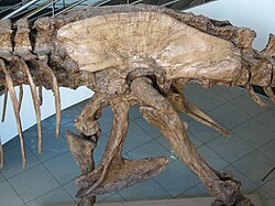 Pelvic girdle of specimen MOR 555