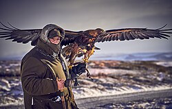 Mountain hare hunting with a golden eagle in Scotland