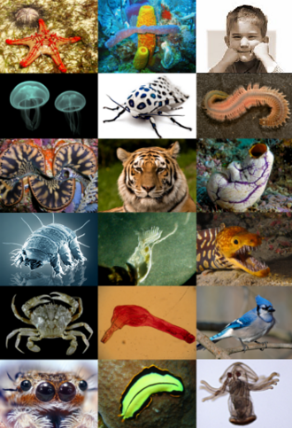 Modern groups of animals can be grouped by the arrangement of their body structures, so are said to possess different body plans.