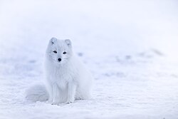 Arctic fox, a predator of smaller animals that live beneath the snow