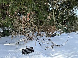 An Aquilegia hinkleyana (labeled under its alternative scientific name Aquilegia chrysantha var. hinckleyana) plant in winter. Its seed pods have been removed.