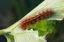 Caterpillar bearing red setae on the underside of a leaf, eaten down almost to the next large vein
