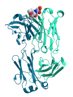 Ribbon diagram of a mouse antibody against cholera that binds a carbohydrate antigen