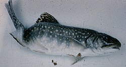 Skeletal deformation in a mature brook trout caused by M. cerebralis infection