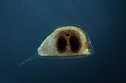 Ephippia (singular: ephippium) are winter or dry-season eggs of the various species of small crustacean in the order Cladocera (within the Branchiopoda); they are provided with an extra shell layer, which preserves and protects the resting stages inside from harsh environmental conditions until the more favorable times, such as spring, when the reproductive cycle is able to take place once again. Ephippia are part of the back of a mother carrying them until they are fully developed. After molting, the ephippium stays in the water, or in the soil of dried puddles, small ponds, and vernal pools. The resting stages are often called eggs, but are in fact embryos with arrested development. Ephippia can rest for many years before the embryo resumes development upon an appropriate hatching stimulus.