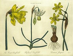N. major, N. triandrus and N. jonquilla. Encyclopaedia Londinensis 1819