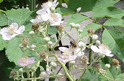 A tree bumblebee (Bombus hypnorum) pollinating blackberries