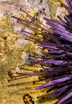 Sea urchin tube feet extended past the spines.