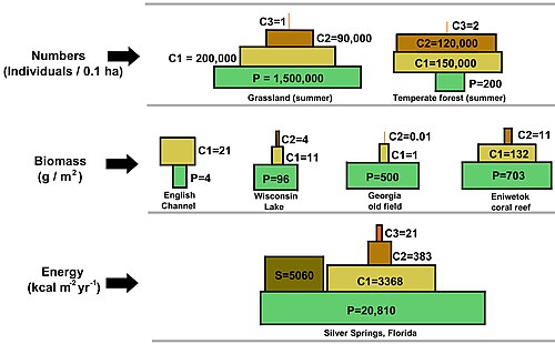Illustration of a range of ecological pyramids, including top pyramid of numbers, middle pyramid of biomass, and bottom pyramid of energy. The terrestrial forest (summer) and the English Channel ecosystems exhibit inverted pyramids.Note: trophic levels are not drawn to scale and the pyramid of numbers excludes microorganisms and soil animals. Abbreviations: P=Producers, C1=Primary consumers, C2=Secondary consumers, C3=Tertiary consumers, S=Saprotrophs.[6]