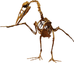 Ichthyornis, which lived 93 million years ago, was the first known prehistoric bird relative preserved with teeth.