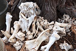 Bones of slaughtered cattle on a farm in Namibia
