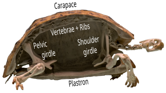Photograph of one half of a tortoise skeleton, cut in half vertically showing the vertebrae following curving along the carapace