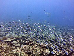 Mixed feeding shoal of herbivorous fish on a coral reef