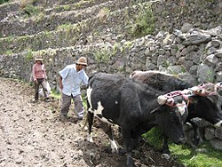 Peruvian farmers sowing maize and beans.