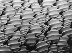The dermal denticles of a lemon shark