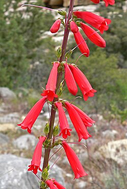 Firecracker penstemon (Penstemon eatonii)