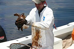 A veterinarian prepares to clean an oiled Kemp's Ridley turtle after the BP Gulf of Mexico oil spill.