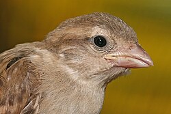 The gape flange on this juvenile house sparrow is the yellowish region at the base of the beak.