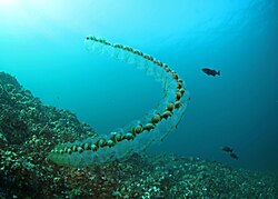 Another salp chain off Oregon
