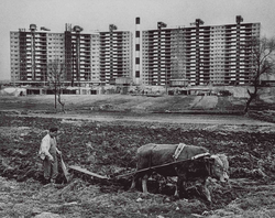 Farmer plows his field in front of a row of apartments in Apgujeong-dong, Gangnam District (1978)