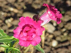 A peloric snapdragon