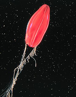 "Tortugas red", with trailing tentacles and clearly visible sidebranches, or tentilla