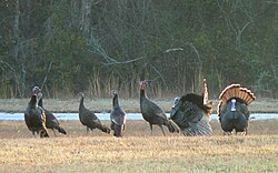 Eastern wild turkey