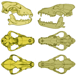 African wild dog skull (left) compared with that of the wolf (right): Note the former's shorter muzzle and fewer molars.