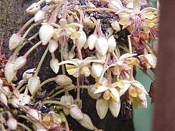 Cacao flowers