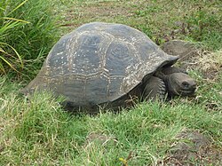 Galápagos tortoise on Santa Cruz Island