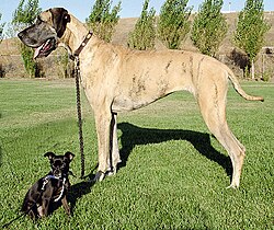This Chihuahua mix and Great Dane shows the wide range of dog breed sizes created using selective breeding.