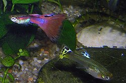 Guppy male and female