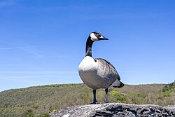 Canada goose carefully watches nearby tourists at the castle of La Roche-en-Ardenne