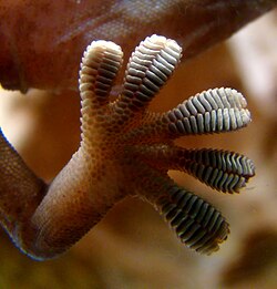 Close-up of the underside of a gecko's foot as it walks on vertical glass