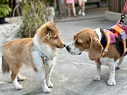 Two dogs sniffing each other