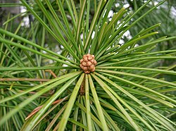 Sciadopitys verticillata, an example of a verticillate plant