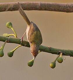 Common tailorbird (Orthotomus sutorius) gleaning among flower buds