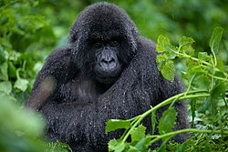 Volcanoes National Park is the home of the largest population of mountain gorillas in the world.