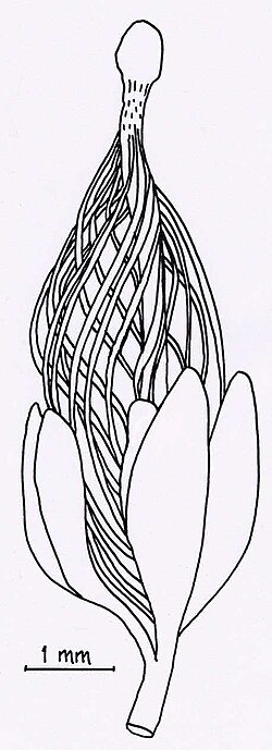 Drawing of Runcaria megasporangium and cupule, resembling a seed without a solid seed coat