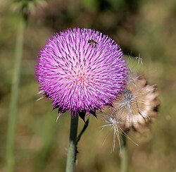 The musk thistle is an invasive species in Texas.