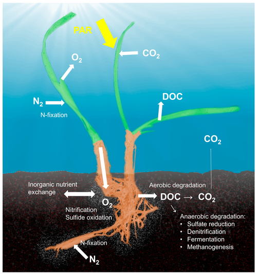 The most important interconnected processes within the seagrass holobiont are related to processes in the carbon, nitrogen and sulfur cycles. Photosynthetically active radiation (PAR) determines the photosynthetic activity of the seagrass plant that determines how much carbon dioxide is fixed, how much dissolved organic carbon (DOC) is exuded from the leaves and root system, and how much oxygen is transported into the rhizosphere. Oxygen transportation into the rhizosphere alters the redox conditions in the rhizosphere, differentiating it from the surrounding sediments that are usually anoxic and sulfidic.[109][110]
