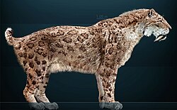Saber-toothed cat (Smilodon fatalis) reconstruction