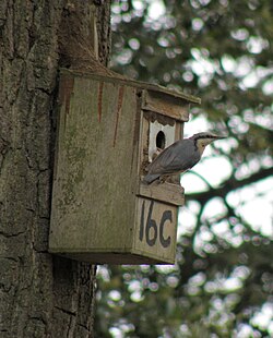 Nuthatches are more reluctant to occupy a nest box than other tree hole nesting birds.[18]